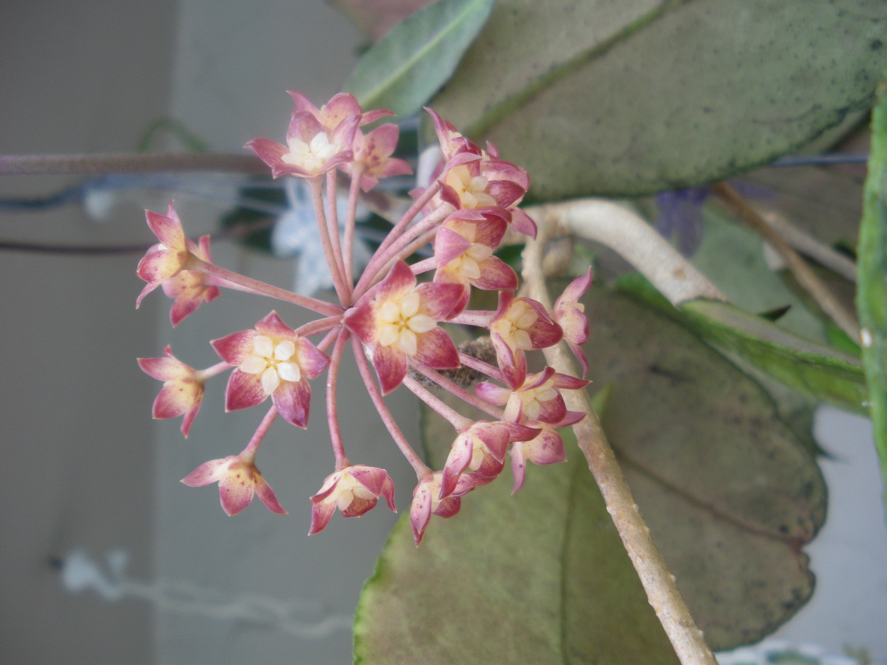 H._aff._vitelinoides__84751.1431530506.1280.1280.JPG