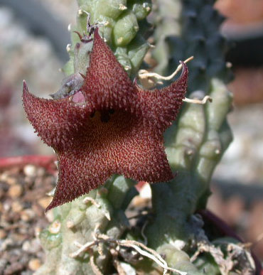 h-echidnopsioides-13.jpg