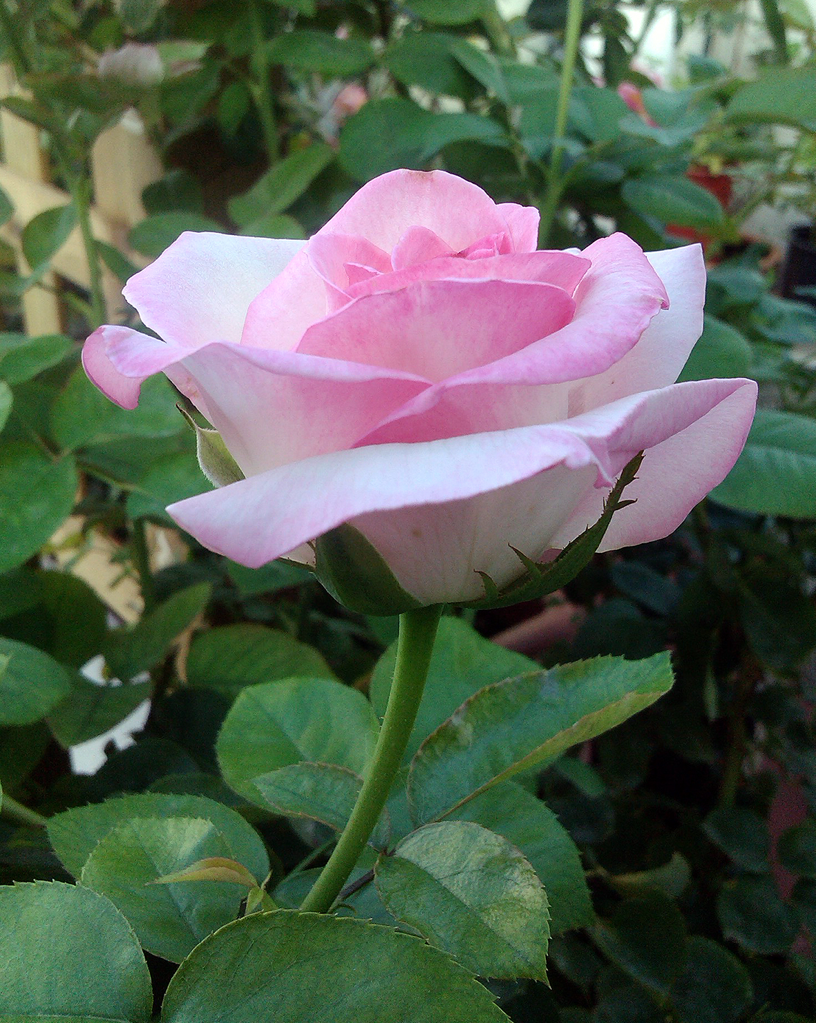 h333333r.jpg