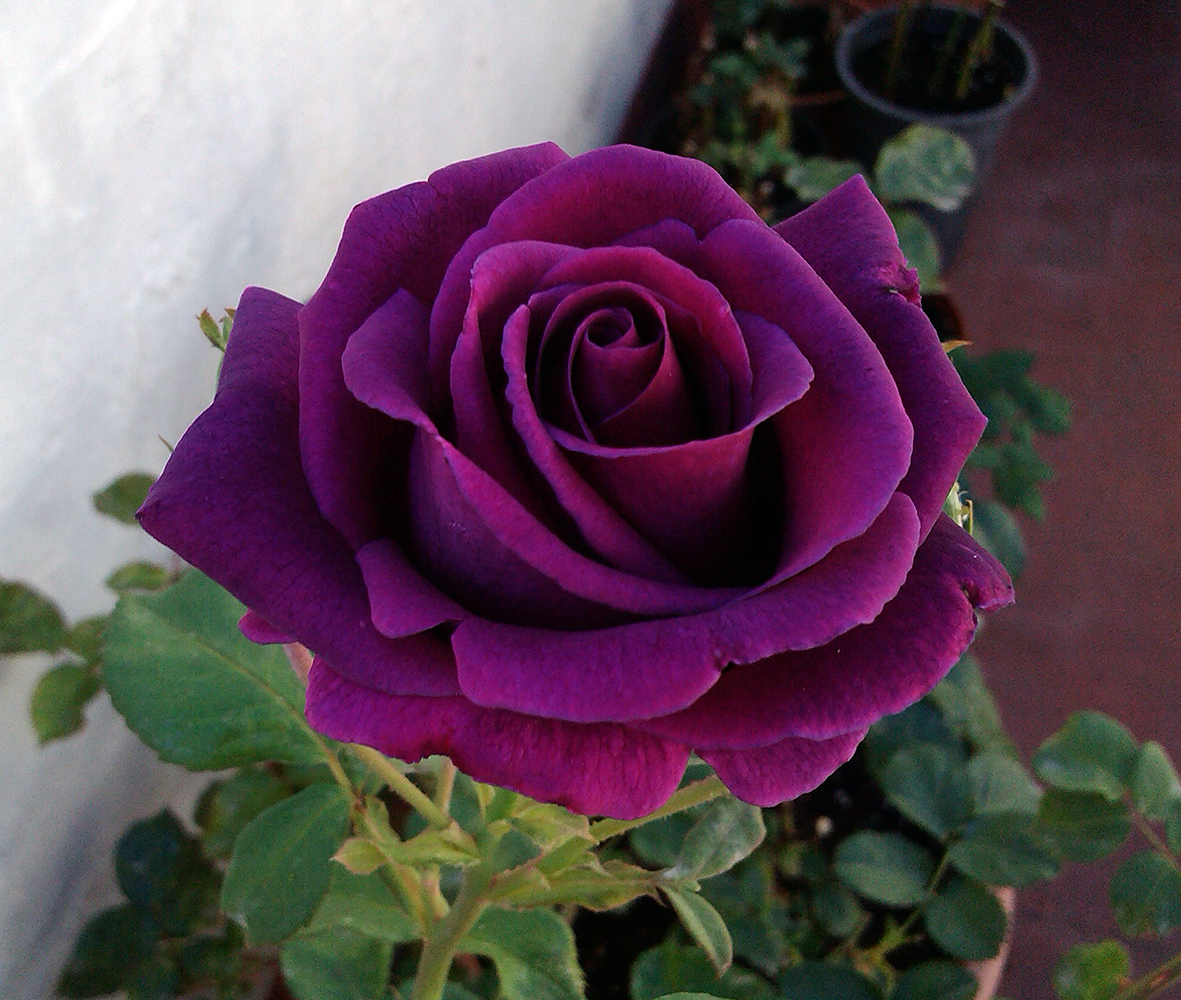 h3456543.jpg