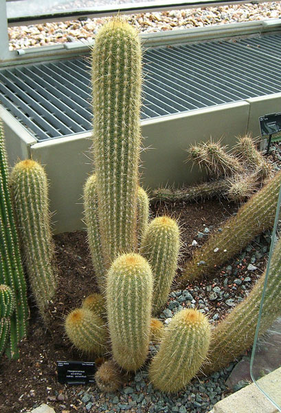 h_acranthus_acranthus_a_600.jpg