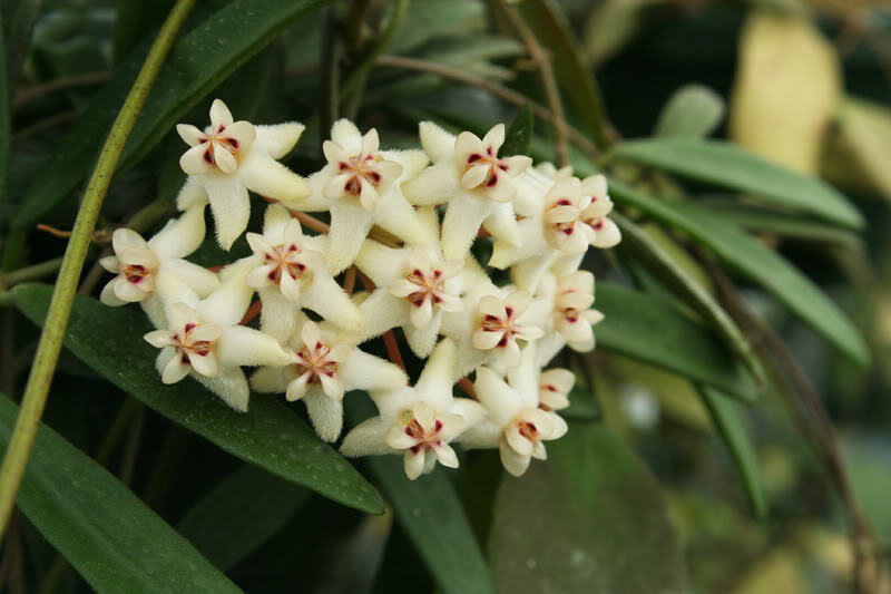 H_elliptica_Philippines_Flowers.jpg