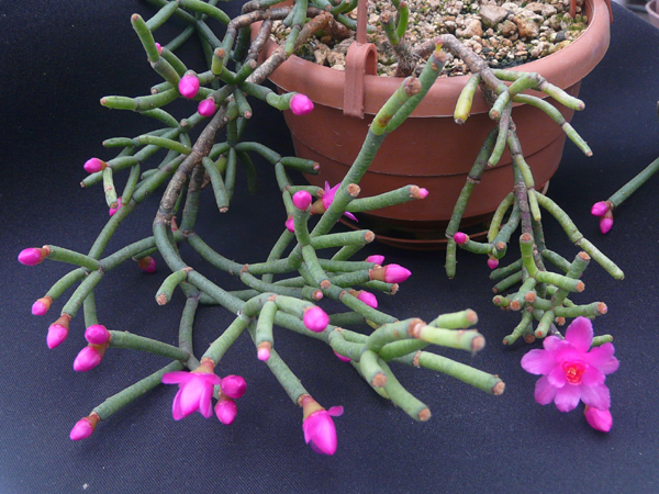 h_herminiae_c_600.jpg