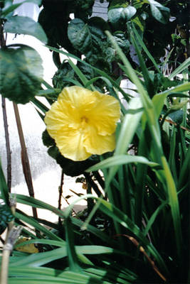 H_r-s_amarillo.jpg
