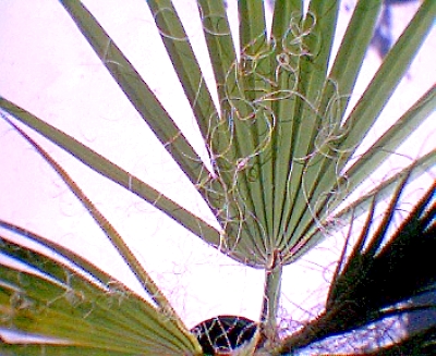 h_washingtonia1ym.jpg