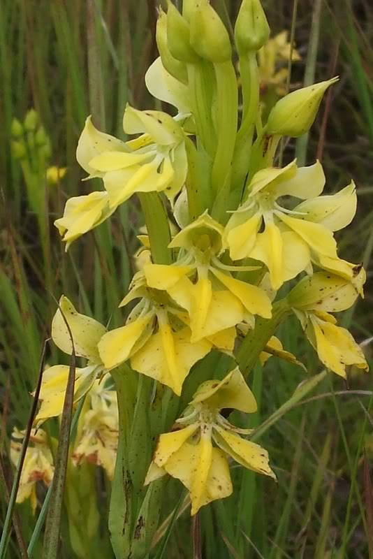 habenaria5.jpg
