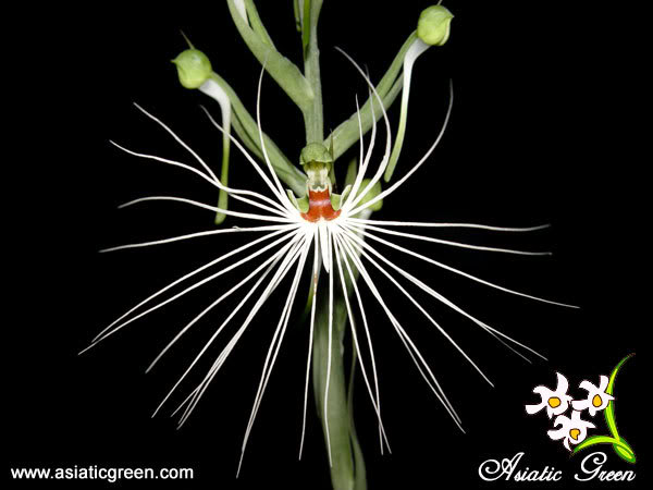 Habenariamyriotricha.jpg