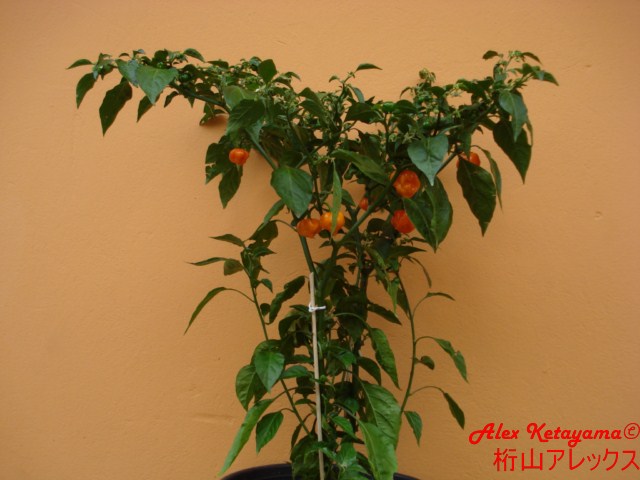 haborg%20%5B640x480%5D.JPG