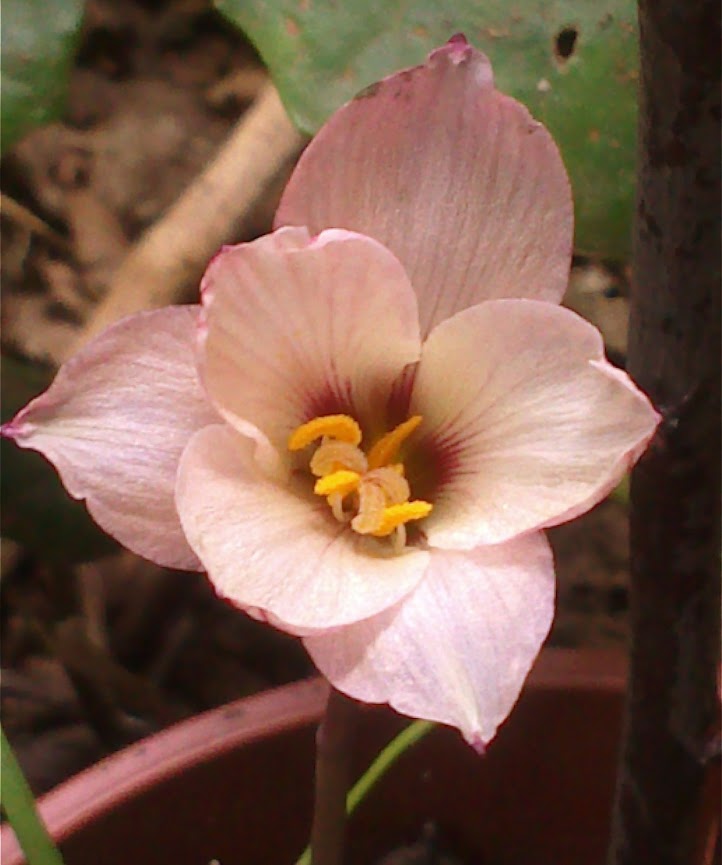 habranthus.jpg