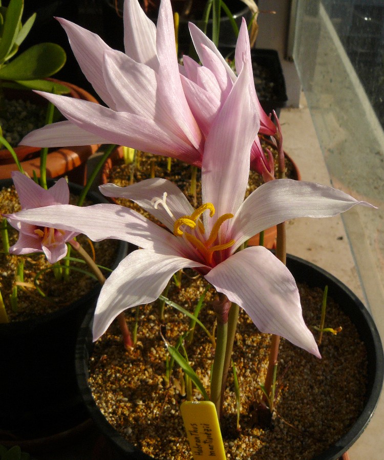 habranthusmartinezii2.jpg