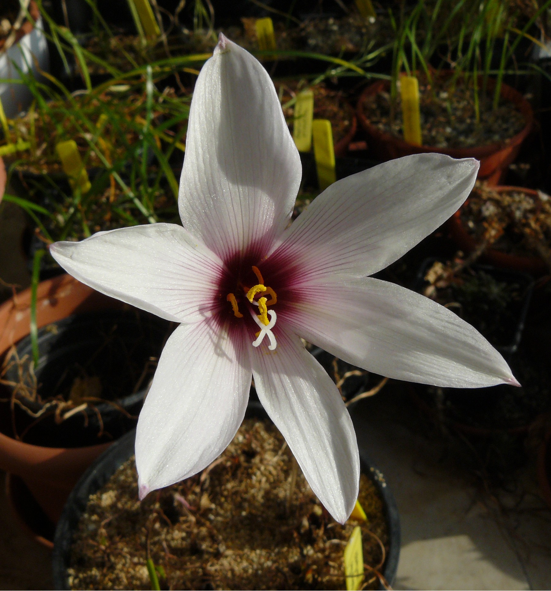 habranthusmartinezii5.jpg
