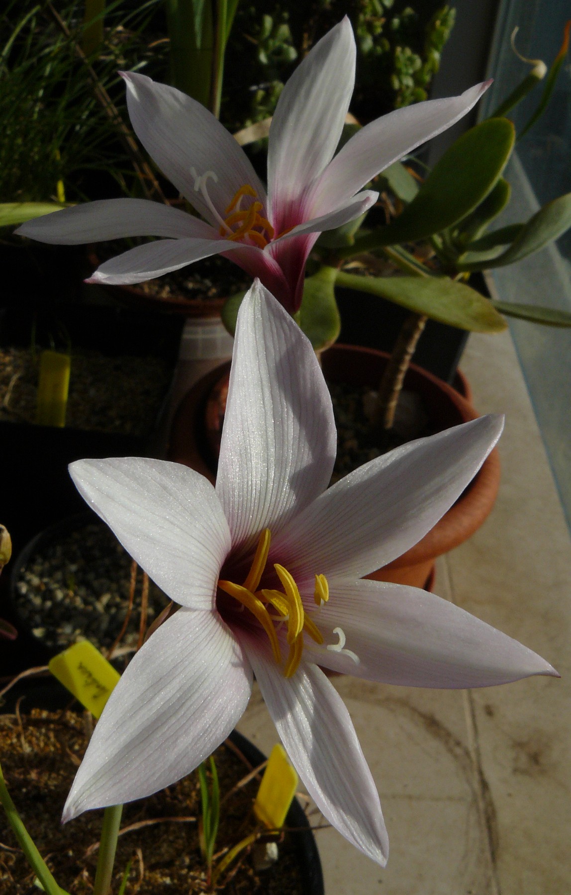 habranthusmartinezii6.jpg