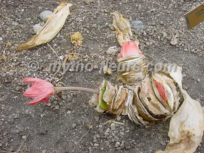 haemanthus%20coccineus%203_meise.jpg