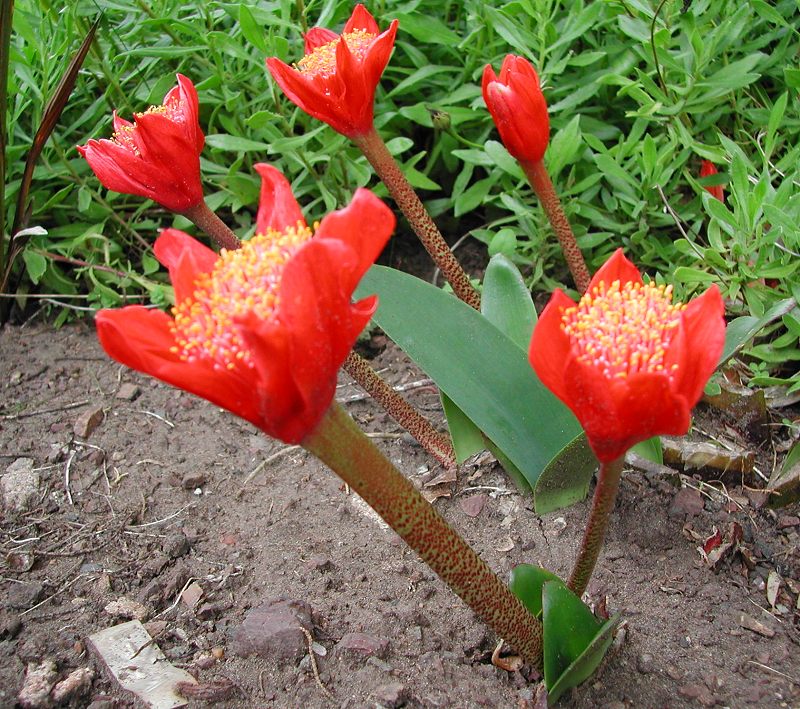 Haemanthus_coccineus_3814.jpg