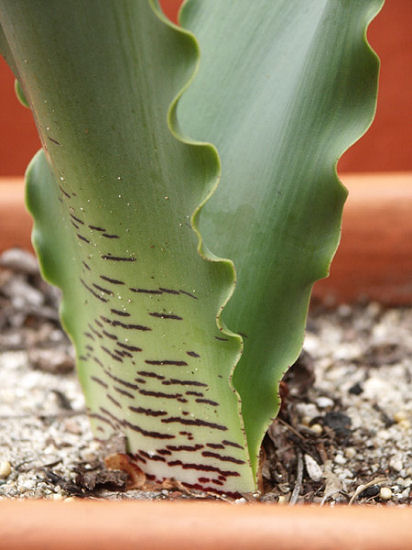Haemanthus_namaquensisJK.jpg