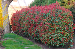 haie-brise-vue-photinia-fraseri-red-robin.jpg