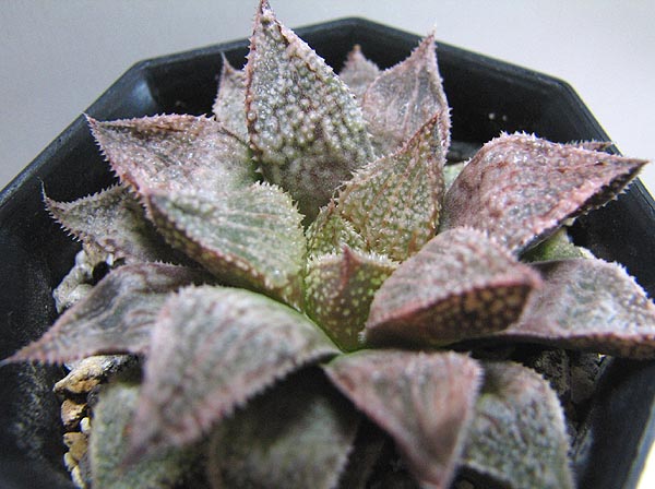 hakuginjyo061104.JPG
