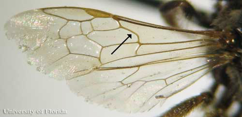 halictid_bees05.jpg