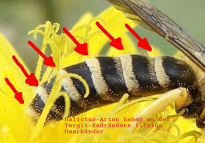 Halictus-Tergite.jpg