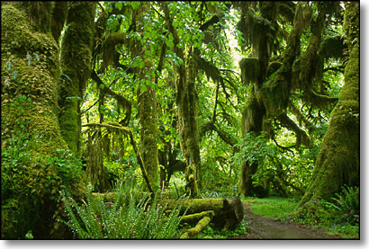 hall_of_mosses_400.jpg