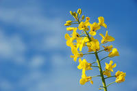 hallanplantasgeneticame.jpg