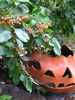 halloweeneuonymusfelder.jpg