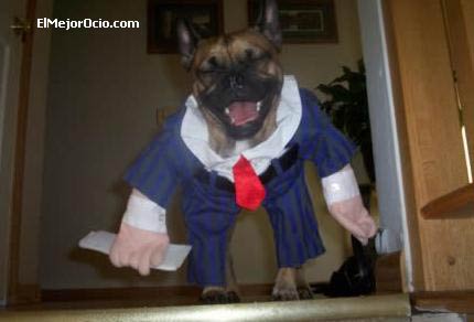 halloweenperro3.jpg
