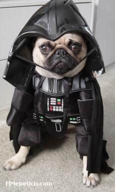 halloweenperro4.jpg