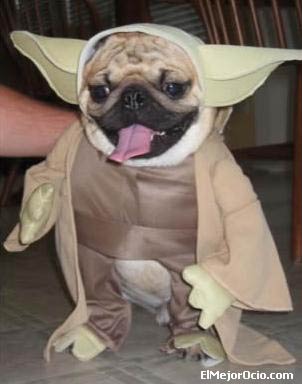 halloweenperro5.jpg