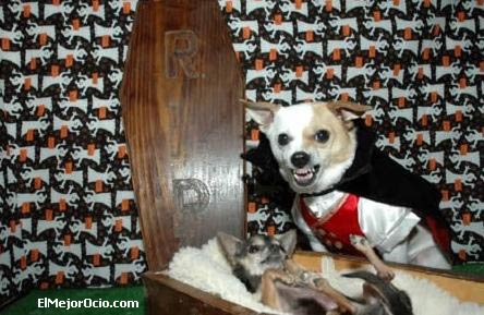 halloweenperro6.jpg