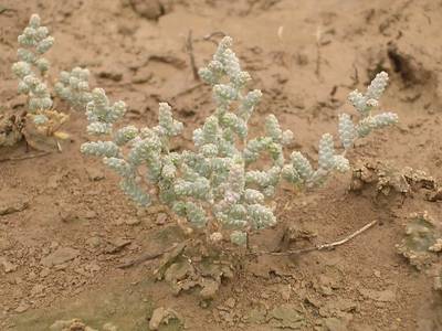 Halopeplis_amplexicaulis.JPG