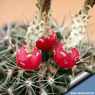 Hamatocactus_setispinus_fruit_360.jpg