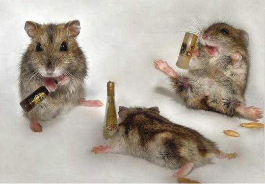hamsters.jpg