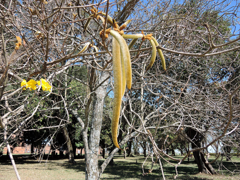 Handroanthus_ochraceus_06.jpg
