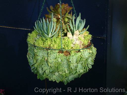 Hanging%20basket%20succulents.JPG