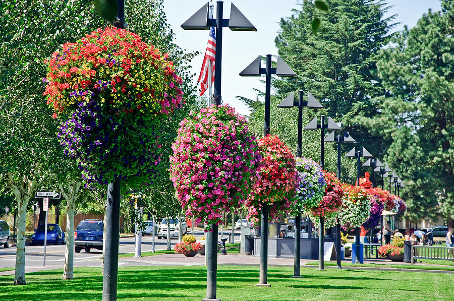 hanging-flower-baskets-in-a-park-lee-serenethos.jpg