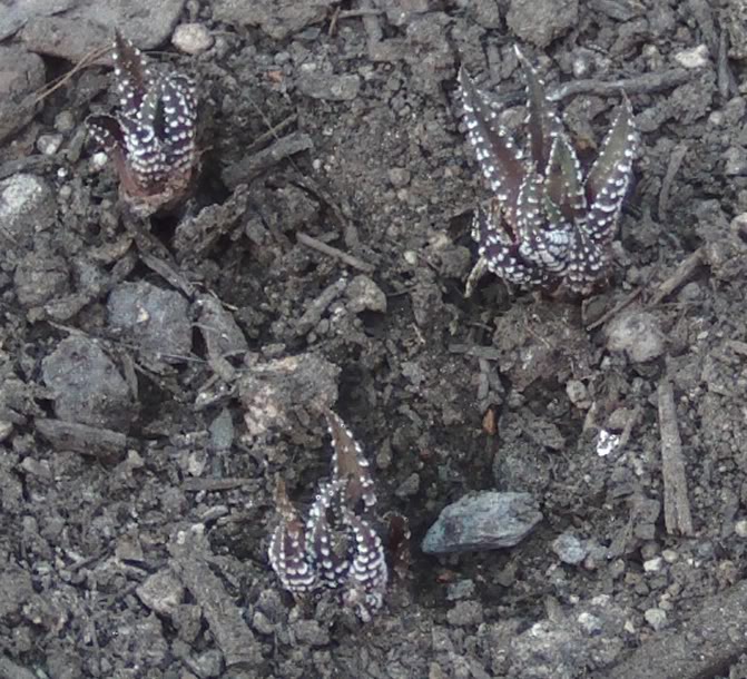 haorthiasfasciata-1.jpg