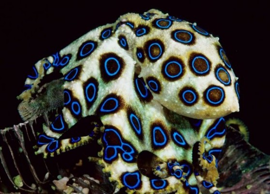 Hapalochlaena-558x400.jpg