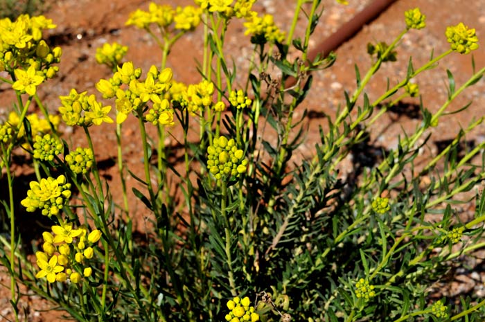 haplophyllumrosmarinifolium.jpg