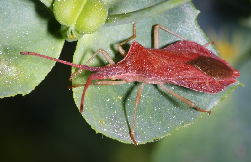 Haploprocta%20sulcicornis_2076.jpg