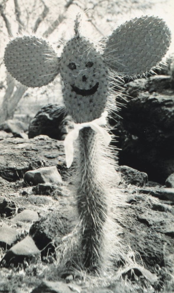 Happy_Cactus.jpg