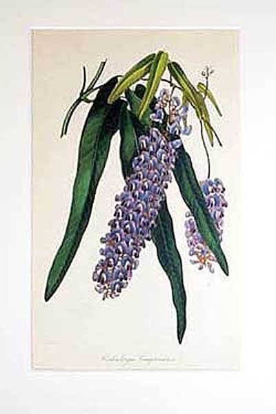 hardenbergia-Comptoniana-v3.jpg