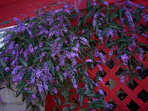 hardenbergia-Comptoniana-vi.jpg