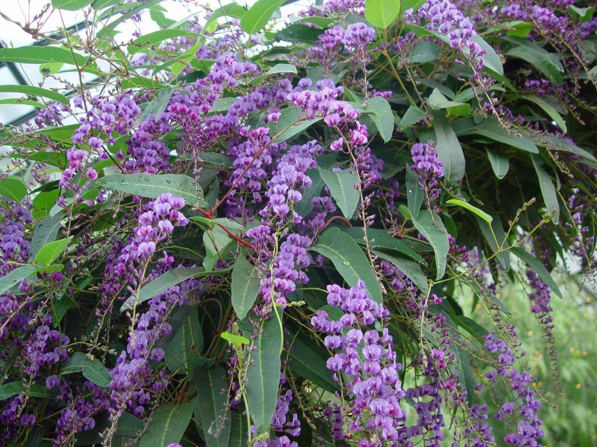 hardenbergia.jpg