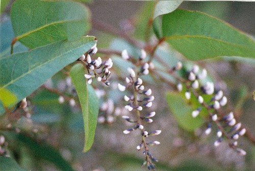hardenbergia1.jpg