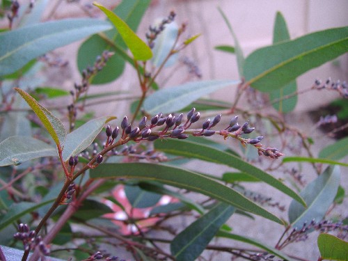 hardenbergia25_01_1.JPG