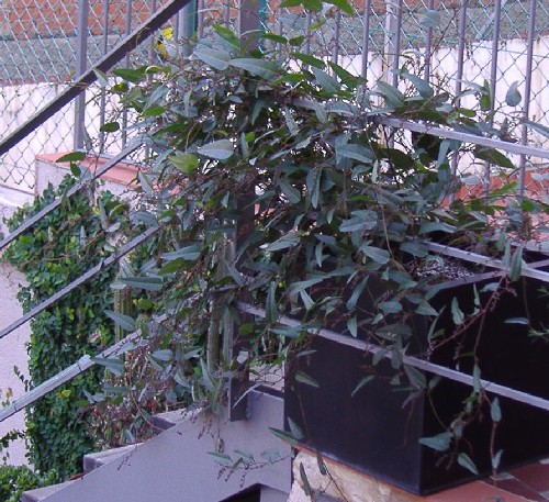 hardenbergia25_01_3.JPG