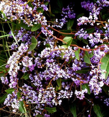 hardenbergia_purple100_5015-464x500.jpg