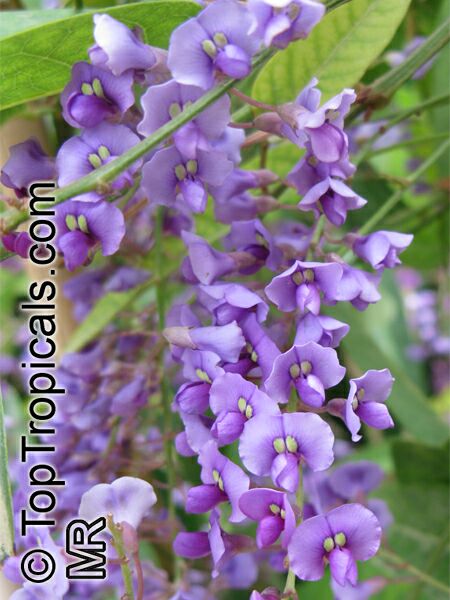 Hardenbergia_violacea8610.jpg