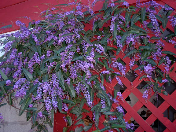 hardenbergiaviolacea.jpg